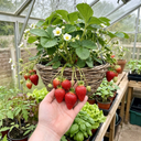 Strawberry Delizz Variety Plants (Set of 3 or 6)