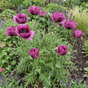 Oriental Papaver Bolero Perennial Poppy Plants