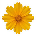 Coreopsis Presto Plants (Set of 3 or 6)