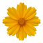 Set of 3 or 6 Coreopsis Presto Hardy Perennial Plants, Golden Yellow Summer Flowering, Outdoor Garden Ready, 1 Litre Root Ball