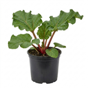 Rhubarb Victoria Plants