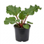 1 Rhubarb Victoria Plant, Hardy Perennial, Grow Your Own Fruit, Garden Ready, 17cm Root Ball