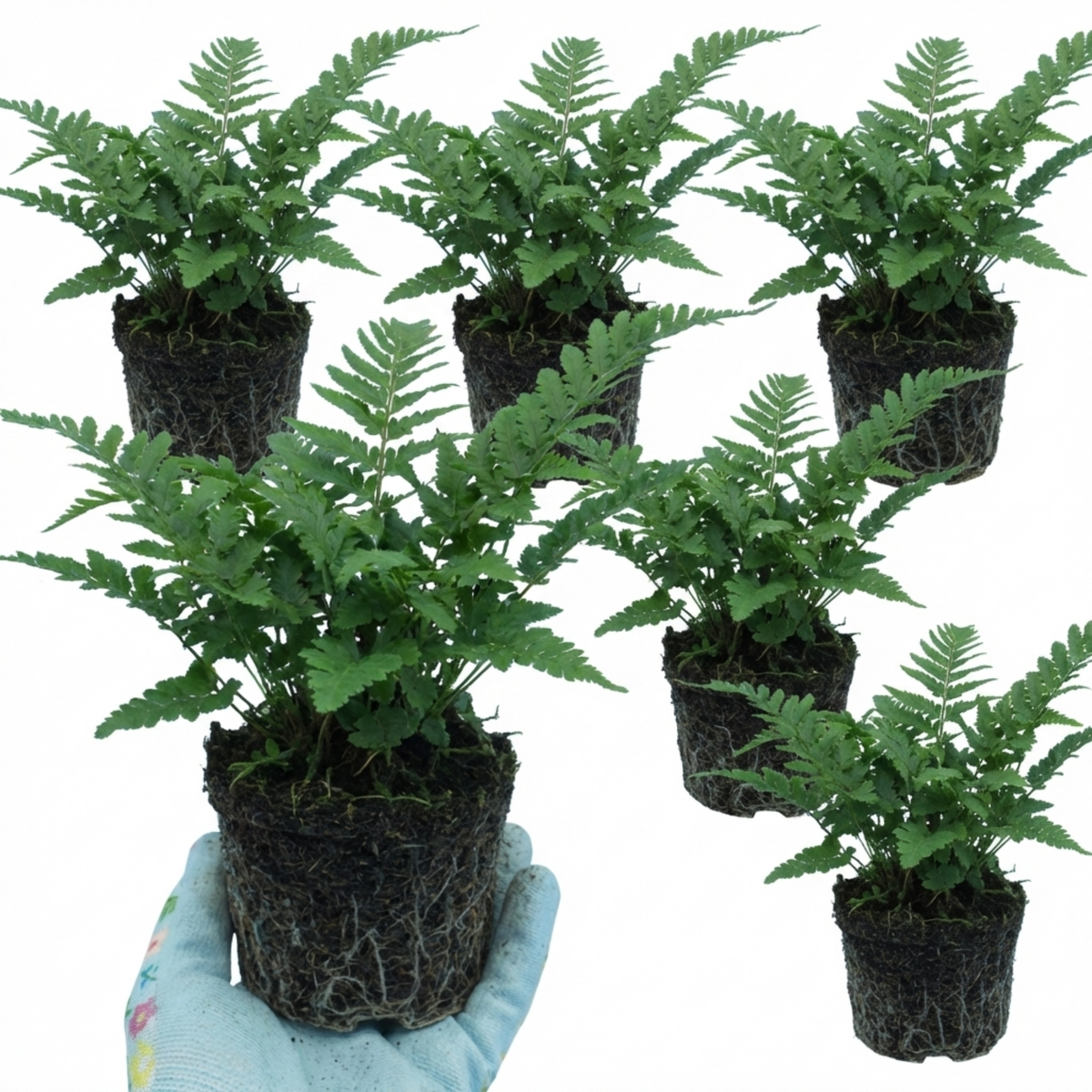 Dryopteris affinis 'Linearis Polydactyla' (Golden-scaled Male Fern) – Hardy Fern (Set of 3 or 6)