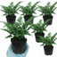 Set of 3 or 6 Dryopteris Linearis Polydactyla Male Fern Plants, Hardy Shade Loving Perennial Ferns, Garden Ready, 1 Litre Root-Ball
