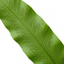 Set of 3 or 6 Hart’s Tongue Fern Plants, Hardy Evergreen Shade Loving Perennial Ferns, Outdoor Garden Ready, 1 Litre Root-Ball