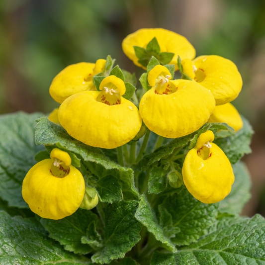 Bright yellow pouch-shaped slipper flowers clustered above soft downy green leaves