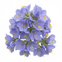 Polemonium Heaven Scent Plants