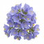 1 Polemonium Heaven Scent Flowering Plant, Hardy Perennial for Cottage Garden, Bee Friendly, 3 Litre Root Ball