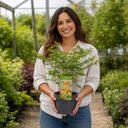 3 Litre Green Leaf Acer Tree, Nursery Pots, Outdoor Garden