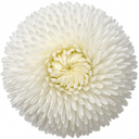 Bellis Habanera White English Daisy Plants