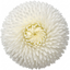 1 Bellis Habanera White English Daisy Plant, Outdoor Garden Ready, Spring & Autumn Bedding, 2Ltr Root-Ball