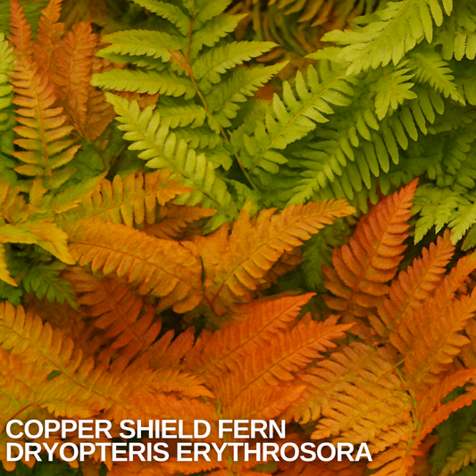 Dryopteris erythrosora (Copper Shield Fern) – Hardy Fern (2L Pot)