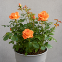3Ltr Orange Patio Rose Plant, Hardy Bush, Nursery Pots
