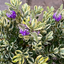 Set of 3 or 6 Large Plants - Hebe Variegata Evergreen Shrubs, Peat-Free & Garden Ready