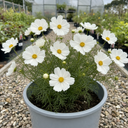 Cosmos Apollo White Plant (5L Pot)