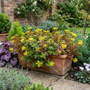 Sedum Oreganum Stonecrop Plants (Set of 3 or 6)
