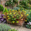 Set of 3 or 6 Sedum Oreganum Stonecrop Plants, Hardy Perennial, Bee Friendly Ground Cover, Outdoor Garden Ready, 1 Litre / 11cm Root-Ball