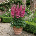 Delphinium Magic Fountains Deep Rose White Bee Plants