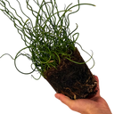 Juncus Spiralis Plant (2L Pot)