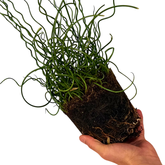 Juncus effusus f. spiralis (Corkscrew Rush) – Evergreen Rush for Pots and Pond Edges (2L Pot)