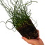 1 Large Plant - Juncus Spiralis, Ready to Plant in Your Garden, 2L Pot