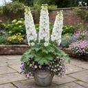 Delphinium Pacific Giants Galahad Plants (Set of 3 or 6)