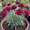 Carnation Capitan Diaz Dianthus Plants