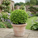 Pittosporum Golf Ball Evergreen Shrub Plant (3L Pot)