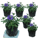 Trailing Verbena Blue Eye Plants (Set of 3 or 6)