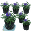 Set of 3 or 6 Trailing Verbena Blue Eye Plants, Summer Flowering Hanging Basket Ready, Outdoor Garden Ready, 10.5cm Root-Ball
