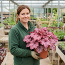 Heuchera Wild Rose Coral Bells Plant (2L Pot)