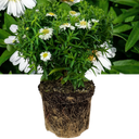 Alpha White Plant (2L Pot)