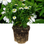 1 Large Aster Plant - Alpha White, Ready to Plant in Your Garden, 2L