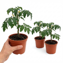 Grafted Previa Tomato Plants (Set of 3 or 6)