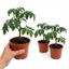 Set of 3 or 6 Grafted Previa Tomato Plants, Premium Disease Resistant High Yield Vegetable Plants, Ready to Plant, 1L Root Ball