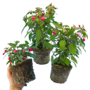 Fuchsia Diva Rose & Violet Plants (Set of 3 or 6)