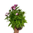 Dianthus Dart Pink Magician Plant (2L Pot)