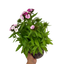 1 Large Plant - Dianthus Dart Pink Magician, Ready to Plant in Your Garden, 2L