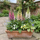 Foxglove Foxy Mix Plants (Set of 3 or 6)