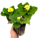 Primrose Cream Plants (Set of 3 or 6)