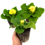 Set of 3 or 6 Outdoor Garden Ready Plants - Primrose Cream, 10.5 cm Rootball