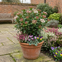 Viburnum Tinus Evergreen Privacy Hedge Plants (Set of 3 or 6)