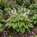 Tiarella Angel Wings Foam Flower Plants