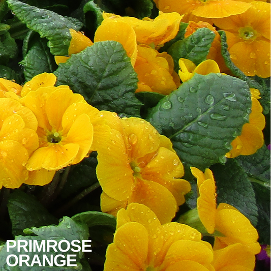 Primrose Orange in flower, rain-speckled golden-orange blooms among deep green crinkled leaves