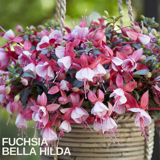 Hanging basket of fuchsia with rose-red sepals and pale pink corollas, caption text overlaid