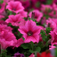 Set of 3 or 6 Large Plants - Petunia Surfinia Hot Pink, Outdoor Garden Ready