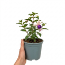 Upright Fuchsia Fuchsita Blush & Violet Plant