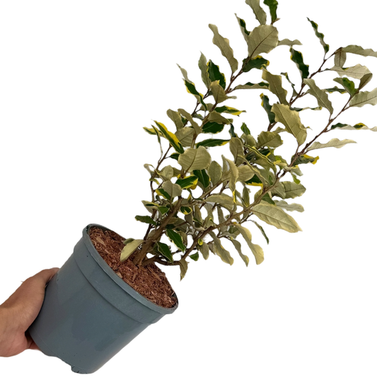 Elaeagnus 'Viveleg' (Silverberry) – Cream Variegated Evergreen Shrub (3L Pot)