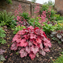 Heuchera Pink Fizz Coral Bells Plants