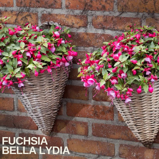 Two wall-mounted wicker baskets of cerise and violet fuchsia against brickwork, caption text overlaid